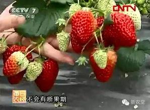 国产视频草莓,甜蜜滋味，映照时代光影